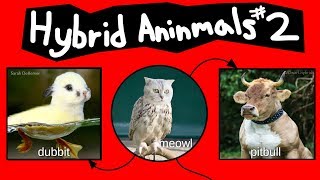 Internet Names for Hybrid Animals Pt 2 [upl. by Egin]