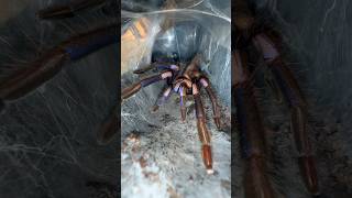 Electric Blue Tarantulas are BUILT DIFFERENT 😱 [upl. by Selrac]