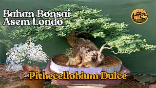 Bahan Bonsai Asam Londo Varigata  Pithecellobium Dulce bonsai plants [upl. by Aneral556]