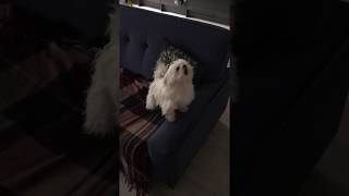 Lilliput the Maltese dog barking with excitement [upl. by Lasonde]