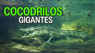 TOP Curiosidades Sobre Los COCODRILOS [upl. by Narual]