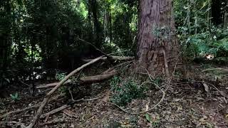 BS Trail Jollys Lookout DAguilar National Park part 2 of 2 parts [upl. by Notsirb]