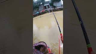 Câu Gơi Bằng Cần SongDing 5H Ashino nhacauca fishing fishhouse cauca [upl. by Nessah845]