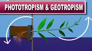 Phototropism and Geotropism [upl. by Ynohtnanhoj]