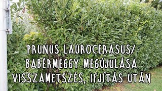 Prunus laurocerasusBabérmeggy megújulása visszametszés ifjítás után [upl. by Langham201]