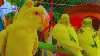 Cute Budgies Chirping 2 Hours of Relaxing Parakeet Sounds to Reduce StressSinging a Birds [upl. by Esekram821]