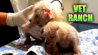 Emergency Rescue for Neglected Puppies [upl. by Akemehs]