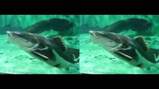 FUJIFILM FinePix REAL 3D W1  水族館 yt3d [upl. by Somerset]