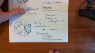 Introduction to Nicotinic Acetylcholine Receptors Part 4 [upl. by Dempstor38]