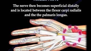 Anatomy Of The Median Nerve  Everything You Need To Know  Dr Nabil Ebraheim [upl. by Gala434]