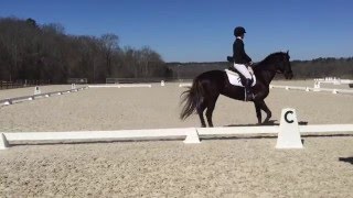 Beginner Novice Dressage Test A [upl. by Pyszka326]