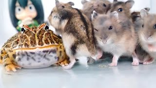 Little Pacman Frog VS 15 Hamsters【WARNING LIVE FEEDING】 [upl. by Ocnarf]