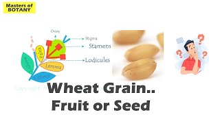 Wheat Grain Caryopsis  Seed or Fruit  Confusion in Achene Cypsella and Grain  Explained [upl. by Akcirret239]