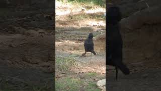 Grackle on the go no time to slow bird grackle animalvideos animalshorts shortvideo birdlover [upl. by Gothart721]