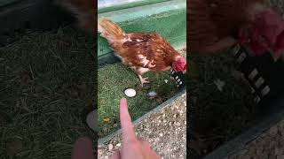 Explicando el video del Pato que cruzó a una Gallina [upl. by Aohsoj]