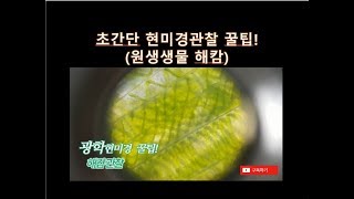 초등과학 실험515 해캄 마디가 있나 프레파라트 만들기 꿀팁 광학현미경 관찰 Spirogyra microscopic observation과학 실험 놀이 [upl. by Grayson]