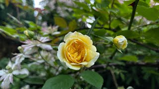 David Austin’s Malvern Hills rose with clematis montana Marjorie  My English Rose Garden [upl. by Parry]