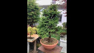 Cutting back Spruce for Bonsai Creation [upl. by Eema885]