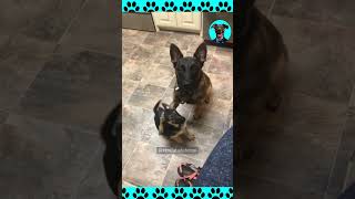 Cachorros engraçados 😂🐶 ep 18 [upl. by Robbert610]