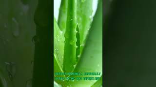 Aloe Vera Gel For Mouth Ulcers 4 Comprehensive Benefits [upl. by Slaughter476]