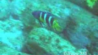 Cuttlefish amp Eastern Blue Devil at Ulladulla [upl. by Aletta666]