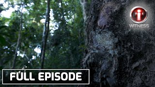 ‘Dagta ng Almaciga’ dokumentaryo ni Atom Araullo Full episode  IWitness [upl. by Lourie]