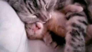 Cat mom hugs baby kitten [upl. by Dewayne]