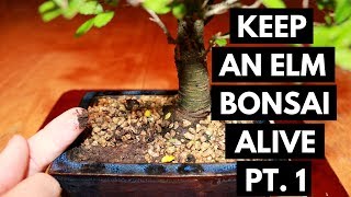 Chinese Elm Bonsai Care Assess and Location Part 1 [upl. by Teodoor]