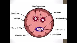 FETAL MEMBRANES [upl. by Arielle758]