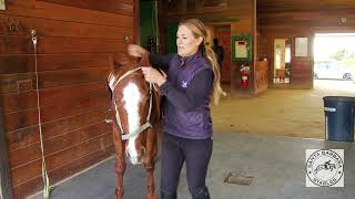 17 Horse Riding Basics with Rebecca  07 How to get off dismount your horse [upl. by Deehsar130]