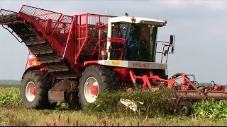 Cichorei oogsten met VERVAET 17T Loonbedrijf  Bruggers [upl. by Karim184]