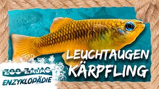 LEUCHTAUGENKÄRPFLING  FISCHENZYKLOPÄDIE  Zoo Zajac [upl. by Yseulte]