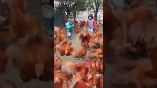 Rural children novice chicken farmers rural freerange chickens freerange chickens 118 [upl. by Lovato]