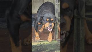 Angry Rottweiler growling sound rottweiler angrypuppy funnyanimals funny angrypets funnypets [upl. by Nanis]