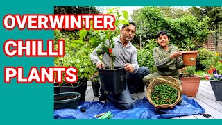 Save Your Chilli Pepper Plant During Winter  Overwinter Chilli Plant [upl. by Rahm74]