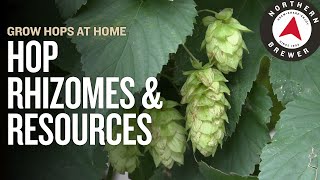 Grow Hops at Home  Hop Rhizomes amp Resources [upl. by Yttisahc]