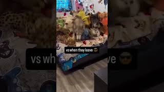 shortvideo doglover dog dogs dogshorts doglife dogsofinstagram dogvideos dogcoin [upl. by Tate736]