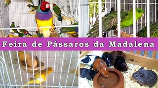 Feira de Aves e Animais da Madalena passaros animaisdeestimação [upl. by Nnaycnan146]