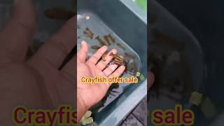 Crayfish offer sale 🦞🦞🦞 Crayfish crayfishfarming crayfishoffersale evaanaquatic 95441 23454 [upl. by Anastase752]