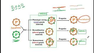 USMLE ACE Video 87 Phenotypic mixing Recombination and Reassortment [upl. by Luz146]