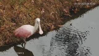 Roseate Spoonbill Forages Near Lagoon Below Savannah Nest – Jan 30 2023 [upl. by Nelyaw]