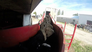 Loading Cattle in Nebraska [upl. by Aihsinyt]