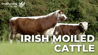 Irish Moiled Cattle  Livestock showcase  Scottish Smallholder Festival 2020 [upl. by Edasalof]