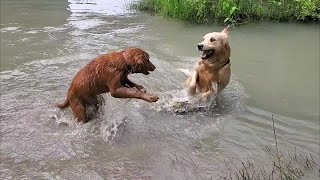 Golden Retrievers play at the river [upl. by Ardnaeed494]