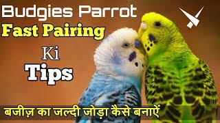 Budgies Ki Fast Pairing Tips  Budgies Ka Jaldi Pair Kese Lagaye [upl. by Nelra]