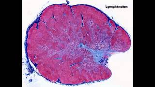 Histologie ─ Lymphatische Organe [upl. by Anitsej]