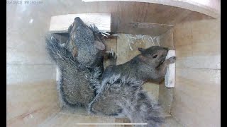 Eastern gray squirrel nest box [upl. by Barri]