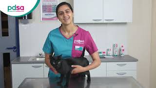 How To Apply A Spot On Flea Treatment For Your Cat PDSA Petwise Pet Health Hub [upl. by Nnylirret]