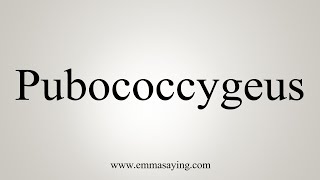 How To Say Pubococcygeus [upl. by Arianie529]