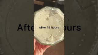 FAQ When is my glutenfree sourdough starter ready to use [upl. by Animaj102]